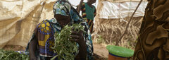 Niger, An internally displaced woman sorting herbs for cooking at the IDP site in Ouallam, Tillaberi region.