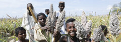 Sudan, Children in Sennar state play with Sorghum