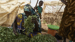 Niger, An internally displaced woman sorting herbs for cooking at the IDP site in Ouallam, Tillaberi region.