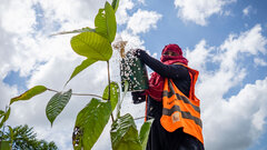 Bangladesh , Rohingya refugee volunteers take care of trees planted in the camps to keep their community green