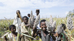 Sudan, Children in Sennar state play with Sorghum