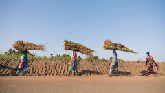 Rubkona town, Unity State, Women walk past a dyke carrying dry papyrus reeds on their heads.