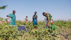 Rubkona town, Unity State, A group of women from the Tungu Luol village farmers group in Rubkona town cultivate a small patch of land using a solar panel to pump flood waters to water the crop in an attempt to fight food insecurity and generate income.